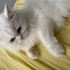 British Longhair Sahiplendirme fotoğraf