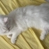 British Longhair Sahiplendirme fotoğraf