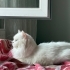 British Longhair Sahiplendirme fotoğraf