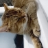 Sevimli  kedi acil bir yuva fotoğraf