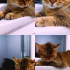 Sevimli  kedi acil bir yuva fotoğraf