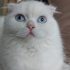 Kar beyazi Scottish Fold fotoğraf