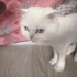 Kar beyazi Scottish Fold fotoğraf