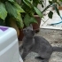 Küçük Gri Sevecen Kedi fotoğraf