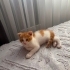 Tarçın minik yavrumuza yuva fotoğraf