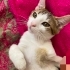 TOMBİK SOKAĞA GİTMESİN ONUN YUVASI OLMAK İSTER MİSİNİZ fotoğraf
