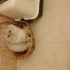 Bana yuva olurmusun fotoğraf