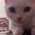 YAVRU KEDI SAHIPLENDIRME fotoğraf
