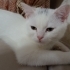 YAVRU KEDI SAHIPLENDIRME fotoğraf