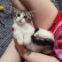 Kedinizle dötle don gibi olmak ister misiniz hamur tam da bunun için var 🥰😬 fotoğraf
