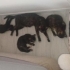 Çok çirkinler ama çok tatlılar fotoğraf