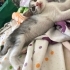 1,5 aylık dişi tekir fotoğraf