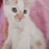 Çok oyuncu ve çok tatlı uysal ve cana yakin fotoğraf