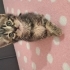 3 minik yavruya yuva arıyoruz fotoğraf