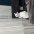 Kısırlaştırılmış dişi ankara kedisi (Sağır) fotoğraf