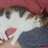 Oyuncu, Hayta, Meraklı, Korumacı, Sevgi Yumağı, Cesur ve Zeki fotoğraf