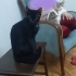 Oyuncu, Hayta, Meraklı, Korumacı, Sevgi Yumağı, Cesur ve Zeki fotoğraf