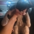 Pembe Burunlu Yakışıklı Smokey yuva ariyor fotoğraf
