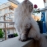 Pufff yenı yuvasını arıyor fotoğraf