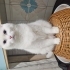 Pofidik YOGİ ve Pambuk fotoğraf
