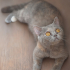 ŞİLA VE BULUT AYNI AİLEYE SAHİPLENDİRİLECEKLERDİR fotoğraf