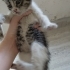 acil yuva aranıyor fotoğraf