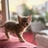 Annesiz büyüyen yavrumuza kalıcı ömürlük yuva arıyoruz! fotoğraf