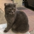 Çınar sokakta tuva olur musunuz? fotoğraf