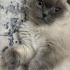 Sevgi Dolu Scottish Fold Oğlumuz Bulut’a Sıcak Bir Yuva Arıyoruz 🐾 fotoğraf