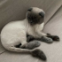 Sevgi Dolu Scottish Fold Oğlumuz Bulut’a Sıcak Bir Yuva Arıyoruz 🐾 fotoğraf