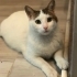 Sevgi arsızı Çiçek kız yuva arıyor fotoğraf