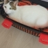 Sevgi arsızı Çiçek kız yuva arıyor fotoğraf