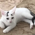 Sevgi arsızı Çiçek kız ve oğlu yuva arıyor fotoğraf
