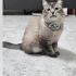 Badem yuva arıyor fotoğraf