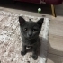 Yavrulara acil yuva arıyoruz fotoğraf