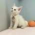 Tofu ve annesi Mia yuva arıyor fotoğraf