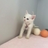 Tofu ve annesi Mia yuva arıyor fotoğraf
