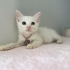 Tofu ve annesi Mia yuva arıyor fotoğraf