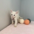 Tofu ve annesi Mia yuva arıyor fotoğraf