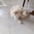 YAKLAŞIK 8 AYLIK BRİTİSH LONGHAİR..!! KISIR..!! fotoğraf