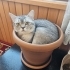 Akıllı Oğlum Boncuk fotoğraf