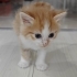 1.5 aylıklar ömürlük yuva arıyoruz fotoğraf