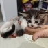 1.5 aylıklar ömürlük yuva arıyoruz fotoğraf