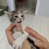 1.5 aylıklar ömürlük yuva arıyoruz fotoğraf