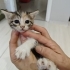 1.5 aylıklar ömürlük yuva arıyoruz fotoğraf