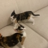 Acil Calico yavruya ömürlük yuva arıyoruz fotoğraf