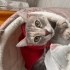 Oyuncu, enerjik sevgi dolu mia 🐈 fotoğraf
