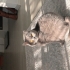Acil sahiplendirme fotoğraf