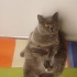 Acil sahiplendirme fotoğraf