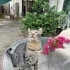 Sokağa atıldı ve araba ezdi!! fotoğraf